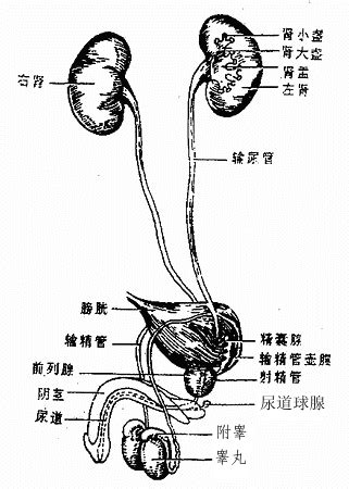 泌尿系統 常識|人體解剖學/泌尿系統